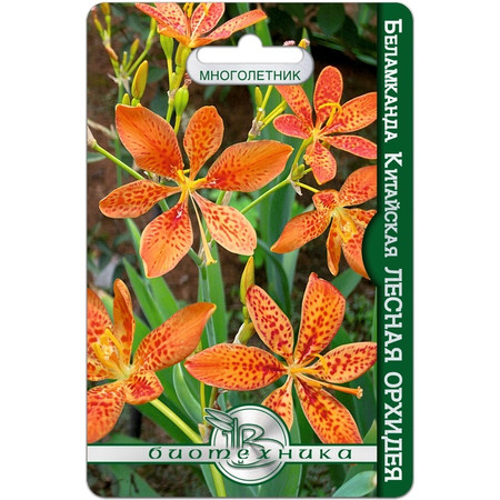 Беламканда китайская или Цветок леопарда Лесная орхидея (6 шт). Биотехника