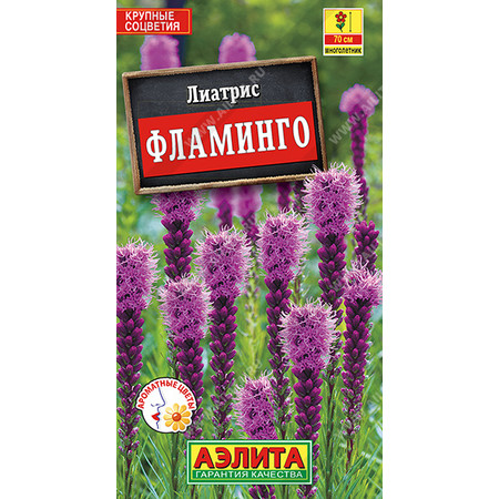 ЛИАТРИС ФЛАМИНГО колосковой. Аэлита