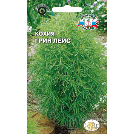 Кохия Грин лейс (0.3г). Седек