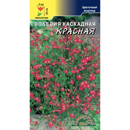 Лобелия Красная каскадная. Цветущий сад