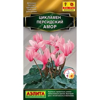 Цикламен персидский Амор (3шт). Аэлита