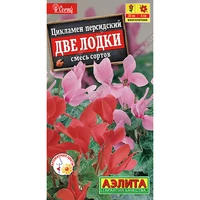 Цикламен персидский Две лодки, смесь сортов (3шт). Аэлита