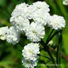Тысячелистник Ноблесс (С1)