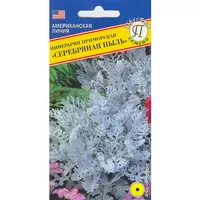 Цинерария Серебряная пыль (100шт). Престиж