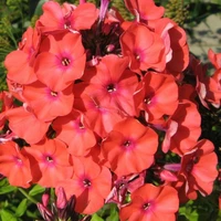 Флокс Юник Оранж (С1.5)
