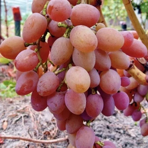 Виноград Кира