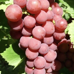 Виноград Лепсна