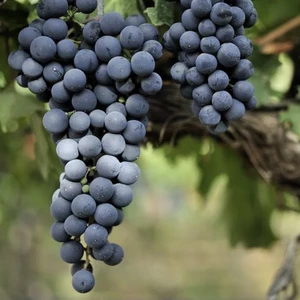 Виноград Ливадийский черный