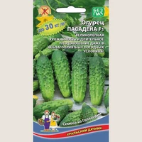 Огурец Пасадена. Уральский дачник