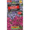 Лобелия Коварство и любовь. Аэлита