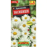 Хризантема Эксибишн. Аэлита
