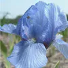 Ирис карликовый Блю Деним (Р12)
