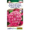 Вербена Обсешн корал виз ай (5шт). Аэлита