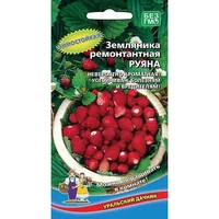 Земляника Руяна. Уральский дачник