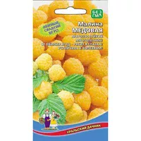 Малина Медовая. Уральский дачник