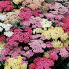 Тысячелистник Саммер Пастелс Смесь (С1)