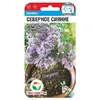 Душица Северное сияние (0.05г). Сибирский сад