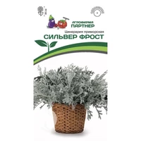Цинерария Сильвер Фрост (15шт в амп). Партнер