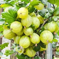 Крыжовник Инвикта (С2)