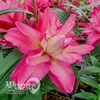 Лилия Восточная Лакки Куин 12/14 (2шт)