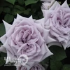 Роза Замок Черники