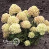 Гортензия метельчатая Литл Альф (С1.5)