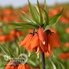 Рябчик Императорский Оранж Бьюти (1шт)