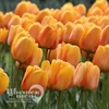 Тюльпан Блашинг Апельдоорн (10шт)