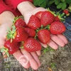 Клубника Соловушка (Р9)
