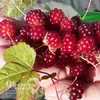 Княженика Поляника (Р9)