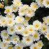 Хризантема корейская Панда (С1)