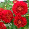 Хризантема корейская Резея (С1)