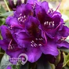 Рододендрон гибридный Марсель Менард (С1.5)