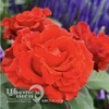 Роза Эль Торо