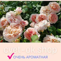 Роза Абрахам Дарби