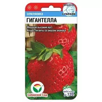Клубника ГИГАНТЕЛЛА. Сиб сад