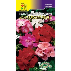 Пеларгония Королевский букет Цвет.сад
