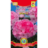 Пеларгония Ярка зональная. Плазма