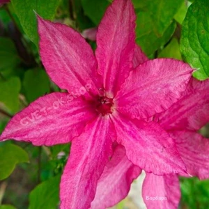 Клематис крупноцветковый Барбара