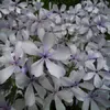Флокс растопыренный Мей Бриз