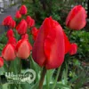Тюльпан Апельдоорн 12+ (8 шт)