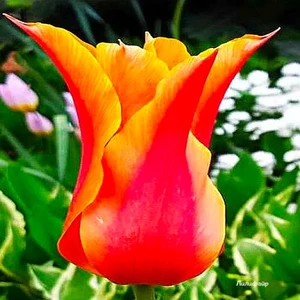 Тюльпан Лилиецветный Лилифайр