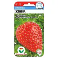 Земляника (Клубника) Женева (10шт). Сиб. сад