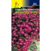 Лобелия Малиновое море. Цветущий сад