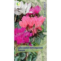 Цикламен персидский Аморе. Поиск