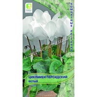 Цикламен персидский Белый. Поиск