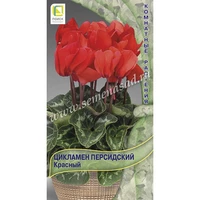 Цикламен персидский Красный. Поиск