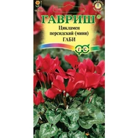 Цикламен Габи (3шт). Гавриш