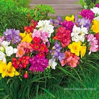 Фрезия смесь махровая (5шт)