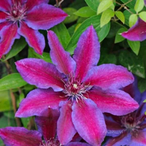 Клематис крупноцветковый Акаиши